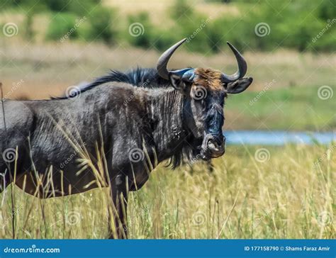 Blue Wildebeest Connochaetes Taurinus in a Game Reserve in South Africa ...