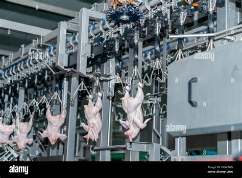 Chicken Processing Machines 的图像结果