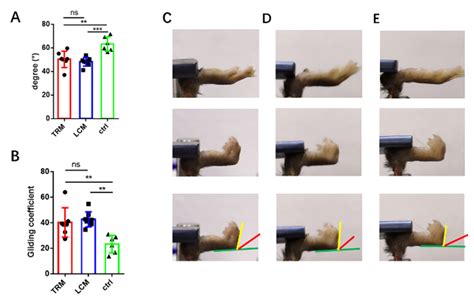 A Simplified Murine Model to Imitate Flexor Tendon Adhesion Formation ...