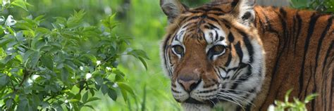 Onze Dieren in LIONSROCK - FELIDA - een project van VIER VOETERS