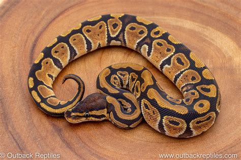 Image result for Za Reptiles Ball Python