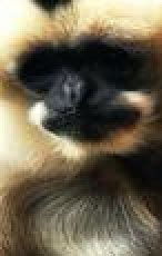 Image result for Python-Opencv Padding