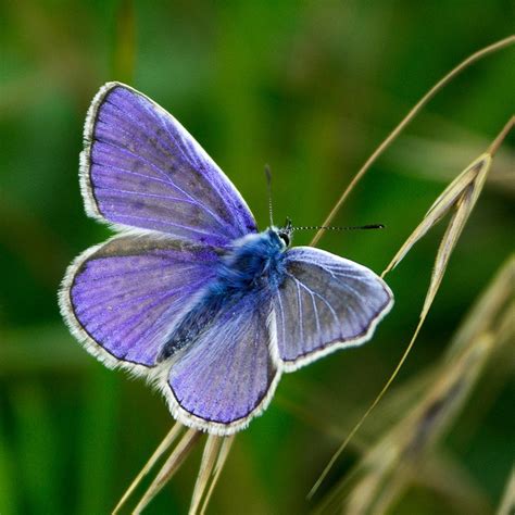 Halasi - JungleKey.in Image