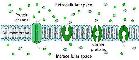 Image result for Diffusion Membrane