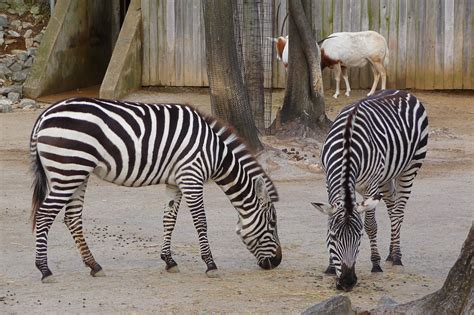 Definitive Guide To Grant's Zebra Facts, Habitat, Conservation Status, Zoo Populations, Pictures ...