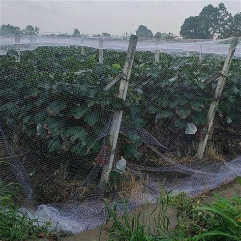 Image result for Bird Netting Box