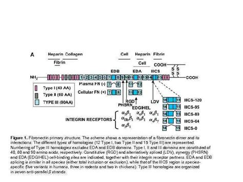 Image result for Fibronectin Chemical Structure
