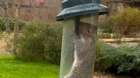 Squirrel gets stuck inside squirrel-proof bird feeder