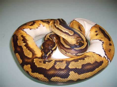 Image result for Pied Python