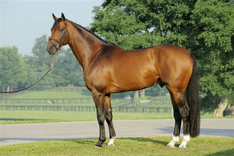Dutch Warmblood | Horses, Warmblood horses, Beautiful horses