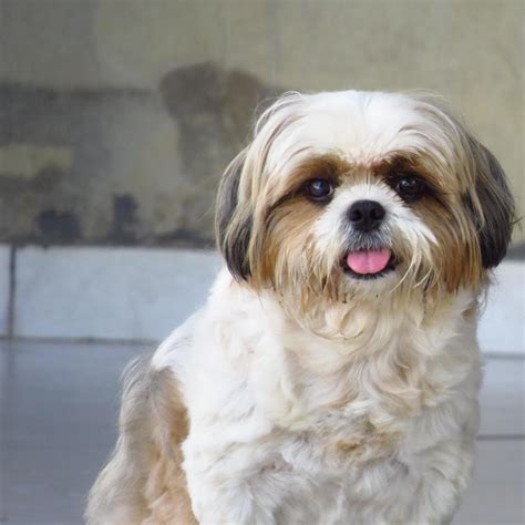 Why Is My Pregnant Dog Vomiting White Foam at Ernest Reed blog