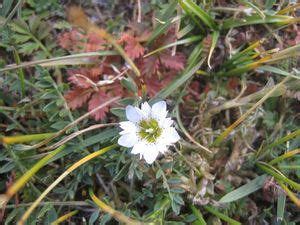 Environmental Impact Assessment of the National Large Solar Telescope ...