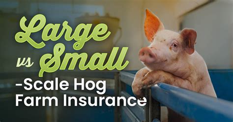 Small-Scale Hog Farming 的图像结果