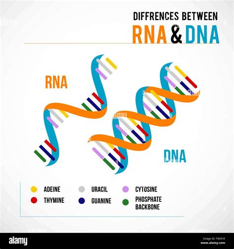 Difference Between Dna And Rna Nucleotides at Rodney Hickman blog