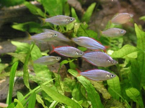 Image result for Fish Breeding