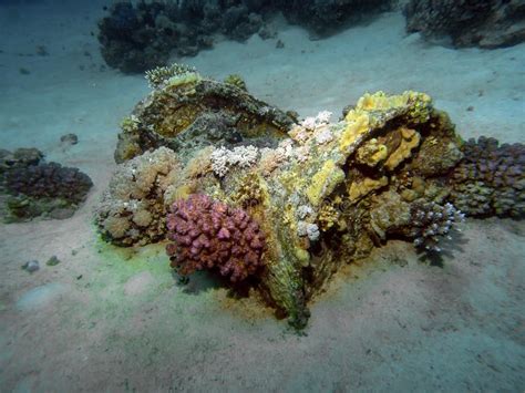 Red Sea 的图像结果