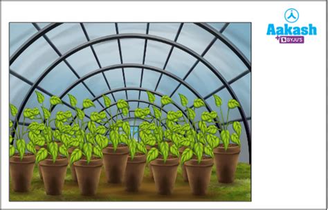 Tissue Culture: Definition, Steps, Applications & Micropropagation | AESL