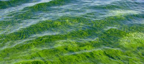 Sewage from Mumbai and Karachi is killing fisheries in the Arabian Sea