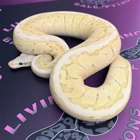Image result for Pin Strip Ghost Ball Python