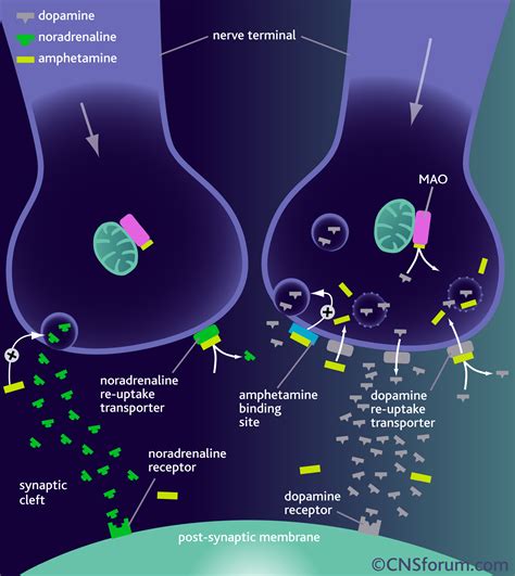 When amphetamines are used, neurotransmitters like dopamine, serotonins, and norepinephrine are ...