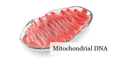 Image result for Example of mtDNA