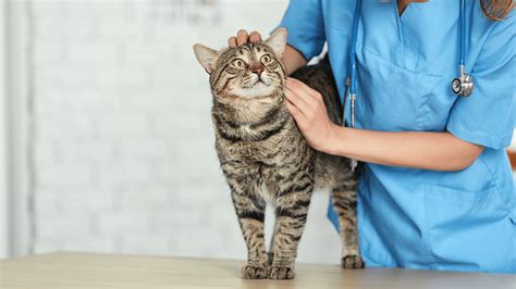 Senior Pet Care In Washougal, WA 98671 | Camas Washougal Animal Hospital