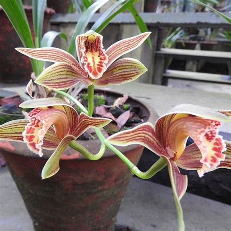 Cymbidium iridioides (Large-Flowered Cymbidium Orchid) – ASHIYANA STORE
