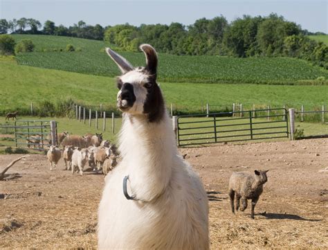 Definitive Guide To Llama Facts, Habitat, Conservation Status, Zoo ...