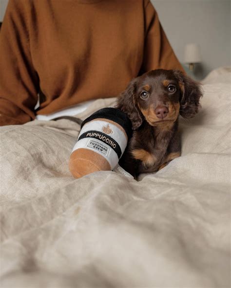 Long-Hair Dachshund Puppies For Sale | All Dachshund