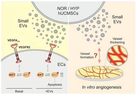 Extracellular Vesicles from Human Umbilical Cord-Derived MSCs Affect ...