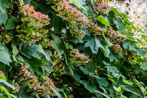 How to Grow and Care for Oakleaf Hydrangea