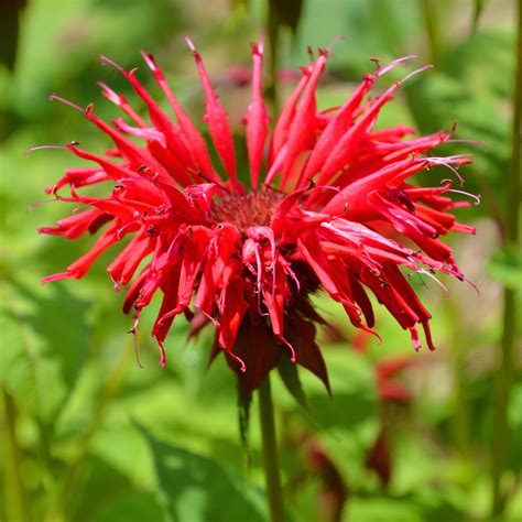 What Do Bee Balm Flowers Look Like at Christy Finch blog