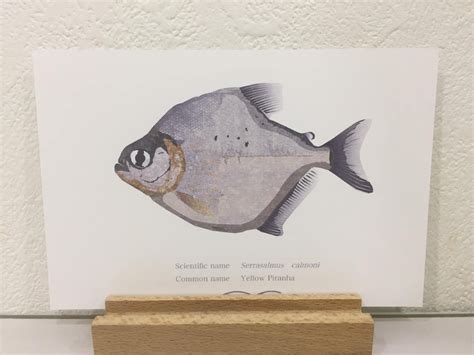 Serrasalmus calmoni(Yellow Piranha) Drawing Postcard | Osakanacraft