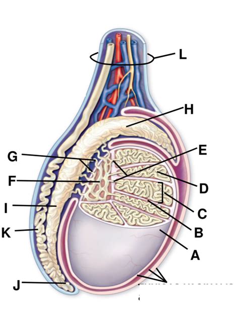 Image result for Testes Structure Class 12