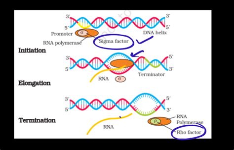 Transcription - Process, Unit, RNA Polymerase, Types of RNA