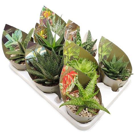 Succulents MIX — Plant Wholesale FlorAccess