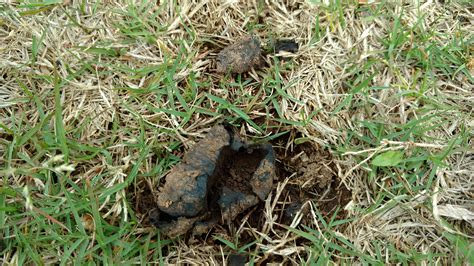 Mushrooms in Lawns | Home & Garden Information Center