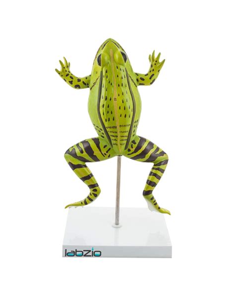 LABZIO Plastic Frog Dissection Model - 5 Parts, Enlarged 3X with ...