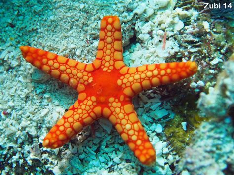 Echinoderms Examples 的图像结果
