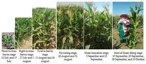 Silage Sampling Core 的图像结果
