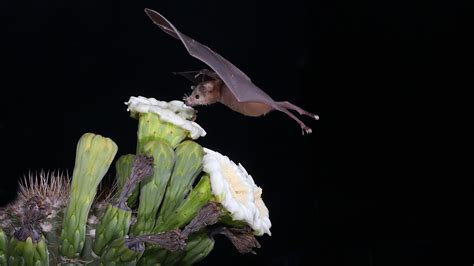 Image result for Bat Pollination