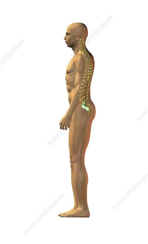 Image result for Normal Posture