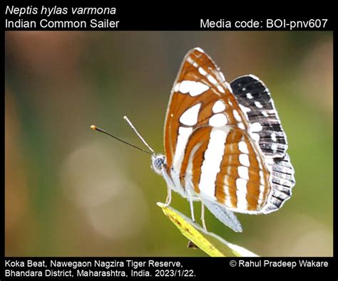 Neptis hylas varmona | Butterfly