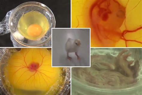 Image result for Egg without Shell Chicks