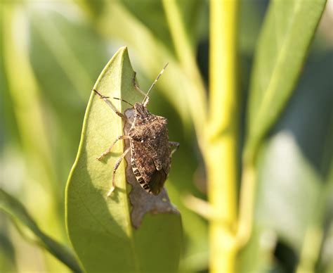 Stink Bugs Guide: Can They Fly? Where Do They Come From?