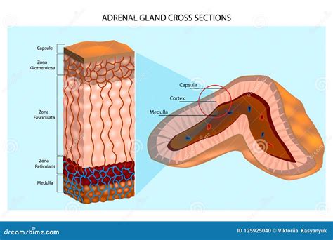 Adrenal Cortex Diagram The Adrenal Glands Location Structure