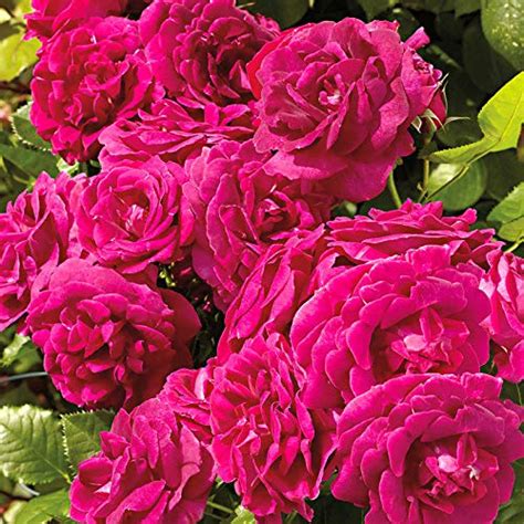 GreenBourne Live Miniature Pink Rose Plant : Amazon.in: Garden & Outdoors