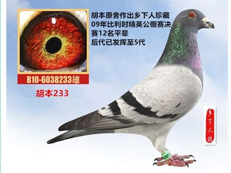 鸽舍鸽具构造专题图片-中国信鸽信息网 www.chinaxinge.com
