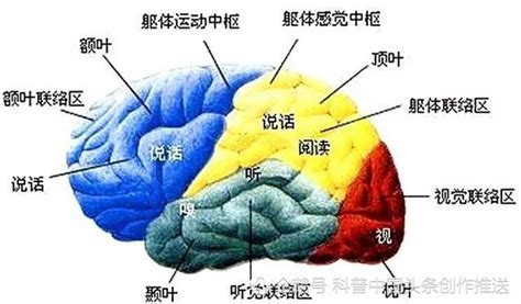 左右脑年龄测试不靠谱，大脑没有绝对的语言区域_科普中国网