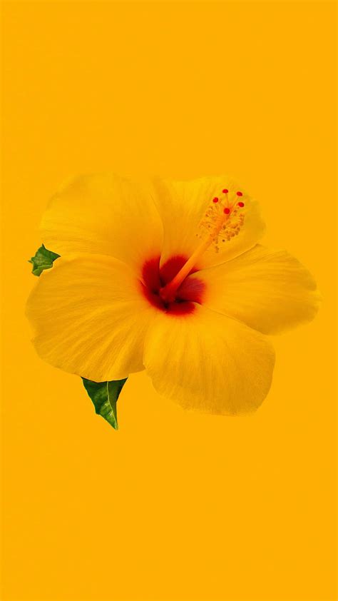 [100+] Hibiscus Flower Wallpapers | Wallpapers.com